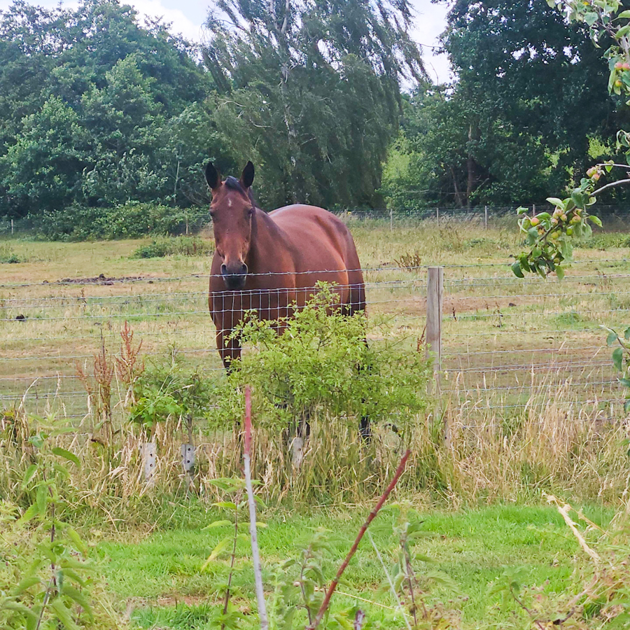 Horse In A Field