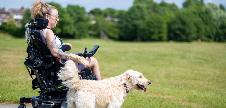 Woman in wheelchair walking with white labradoodle service dog in a park.